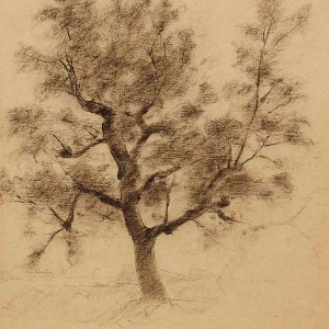Trees Drawing Jan Sirks