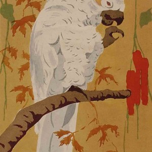 Colour print of Cockatoe bird by Jan Sirks
