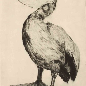 Etching dryneedle of Pelican by Jan Sirks