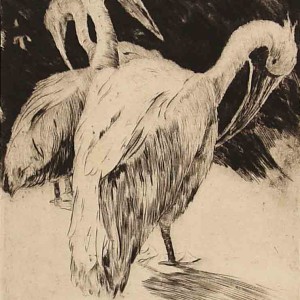Etching with pelicans by Jan Sirks