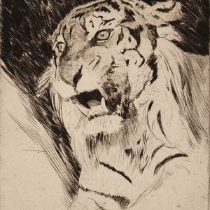 Etching of Tiger by Jan Sirks