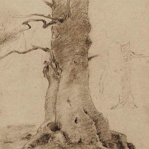 Drawing of tree by Jan Sirks